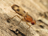 Clusia tigrina - Photo (c) Dmitry Gavryushin, some rights reserved (CC BY-NC), uploaded by Dmitry Gavryushin
