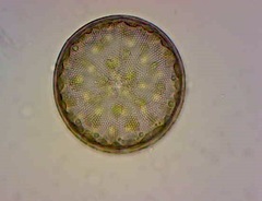 Actinocyclus