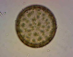 Actinocyclus