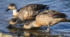Lophonetta specularioides