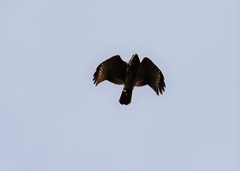 Buteo lineatus