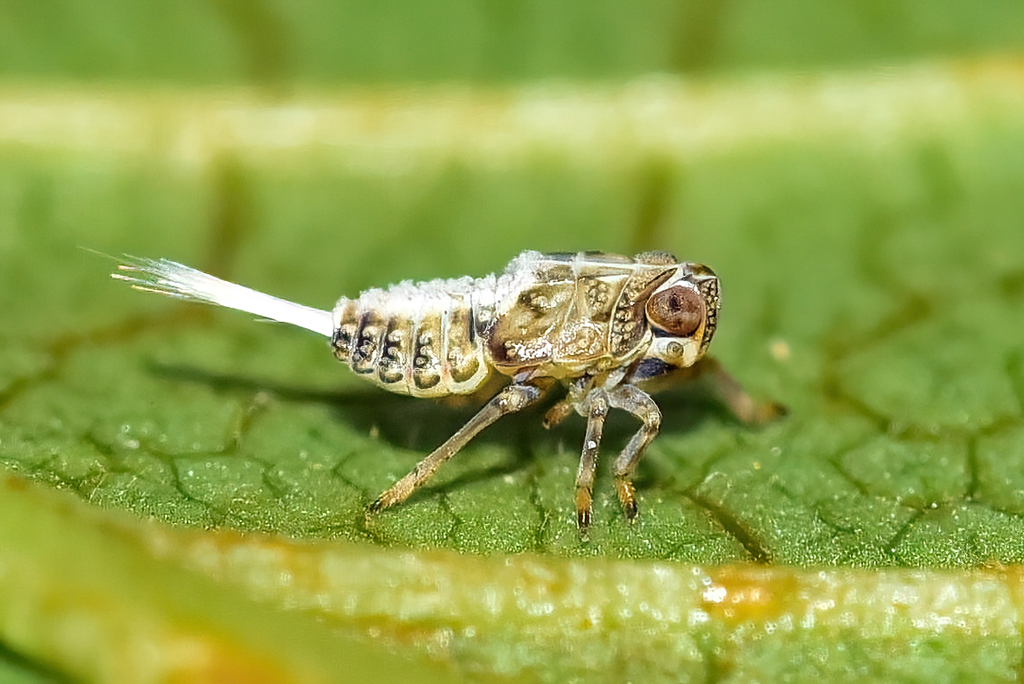 Klopp Insect Issus coleoptratus from West Side, Vancouver, BC, Canada on September ...
