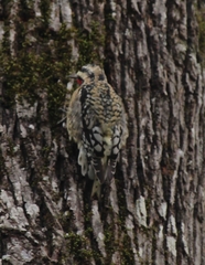 Sphyrapicus varius
