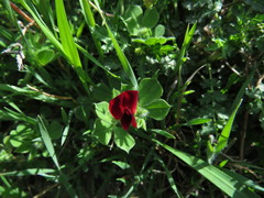 Lotus tetragonolobus