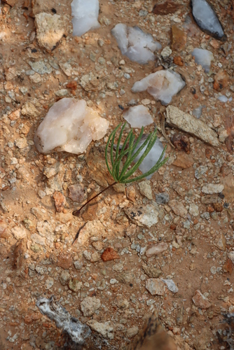 Image of Oxalis canaliculata by (c) Tony Rebelo, some rights reserved (CC BY-SA)