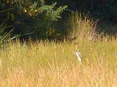 Botaurus poiciloptilus