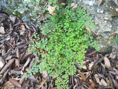 Adiantum tricholepis
