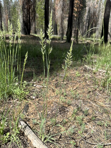 Image of Barkworthia stillmanii by (c) Matt Berger, some rights reserved (CC BY)