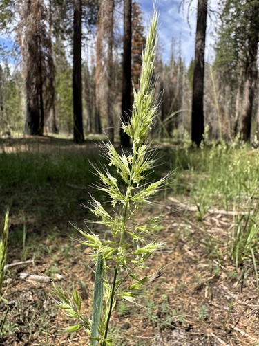 Image of Barkworthia stillmanii by (c) Matt Berger, some rights reserved (CC BY)