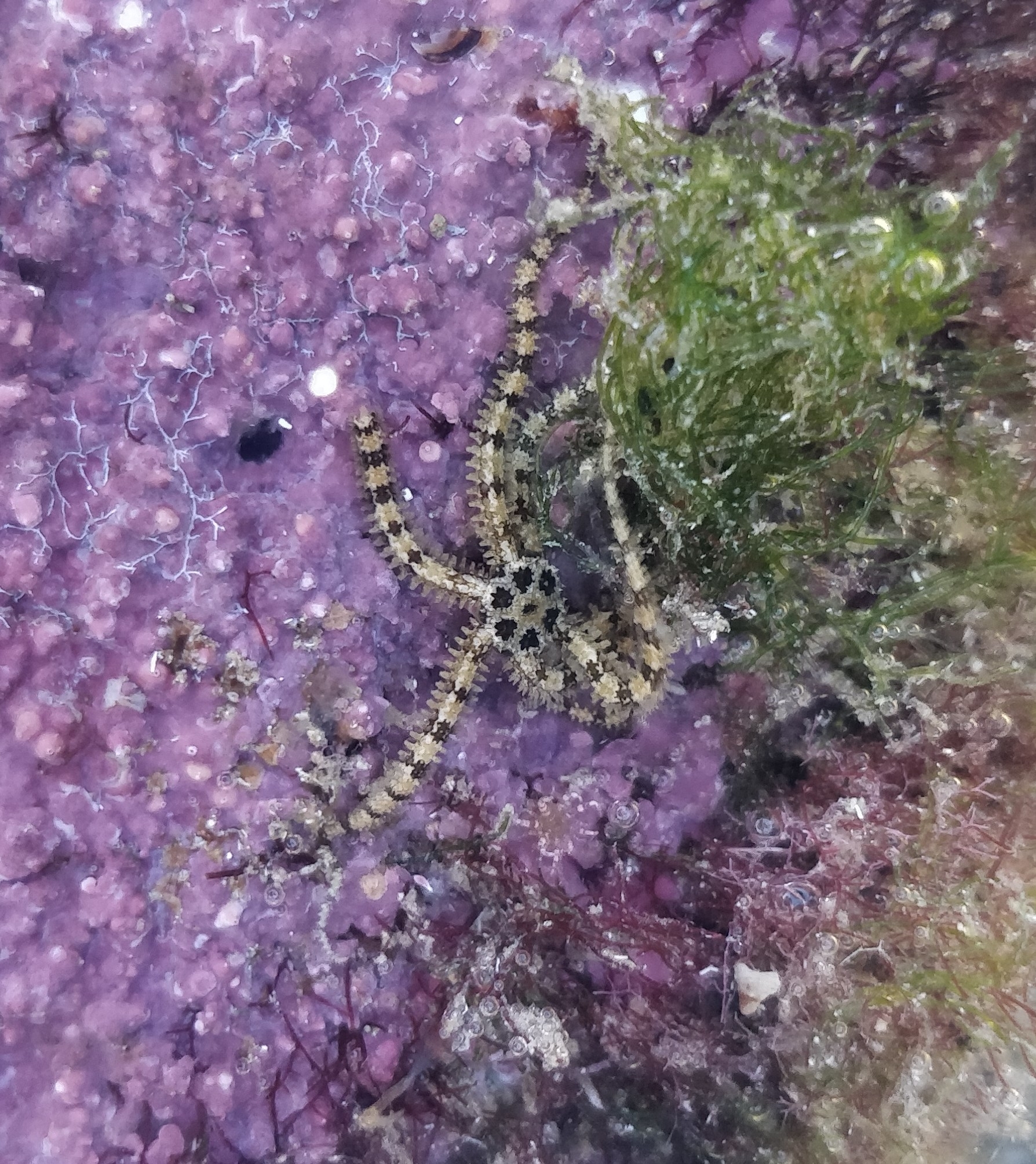 Ophiactis savignyi