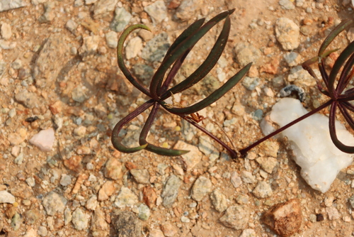 Image of Oxalis canaliculata by (c) Tony Rebelo, some rights reserved (CC BY-SA)