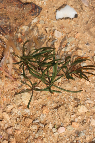 Image of Oxalis canaliculata by (c) Tony Rebelo, some rights reserved (CC BY-SA)