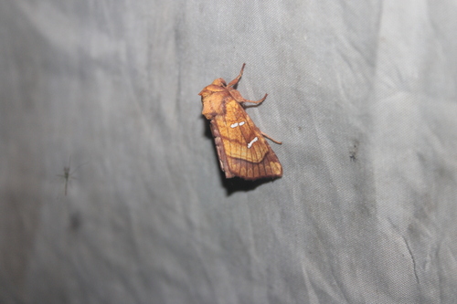 Oligophagous Fern Borer Moths photo 5
