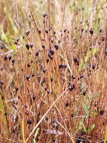 Image of Xyris montana by (c) Norma Malinowski, some rights reserved (CC BY)