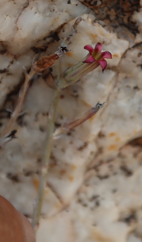 Adromischus marianiae var. kubusensis