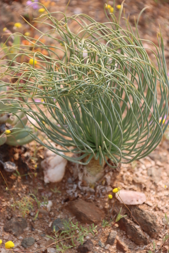 Image of Gethyllis grandiflora by (c) Tony Rebelo, some rights reserved (CC BY-SA)