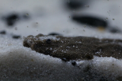 Banjo Catfish photo 1