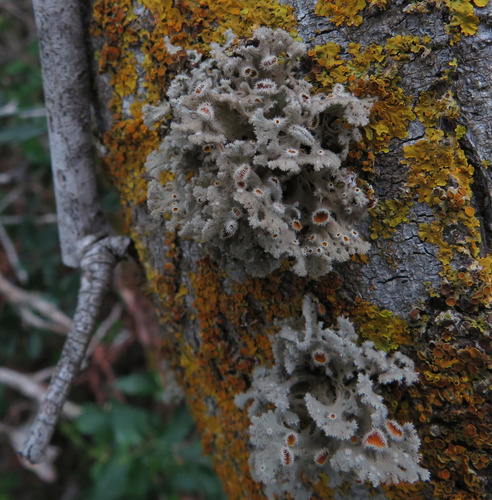 Seirophora villosa