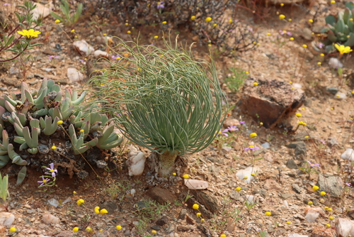 Image of Gethyllis grandiflora by (c) Tony Rebelo, some rights reserved (CC BY-SA)
