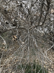 Populus deltoides wislizenii