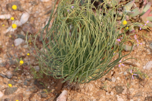Gethyllis grandiflora