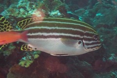Plectorhinchus lessonii