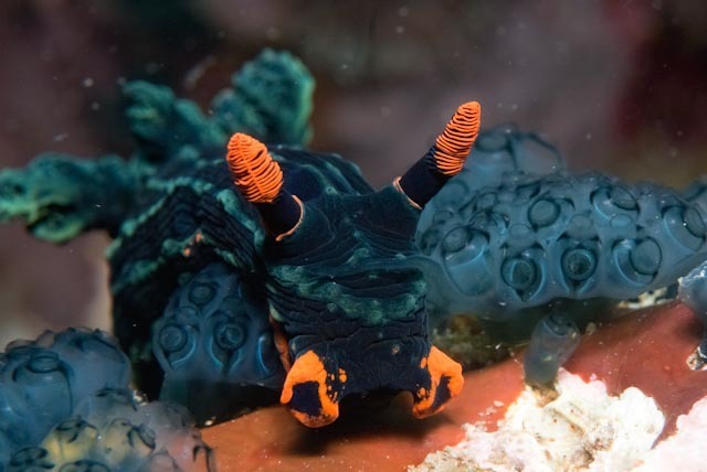 Trance Wrinkle Dorid