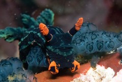 Nembrotha kubaryana