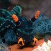 アカフチリュウグウウミウシ