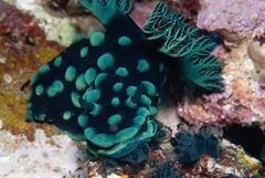 Nembrotha cristata