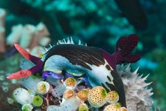 Nembrotha chamberlaini