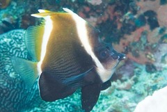 Heniochus varius