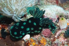 Nembrotha cristata