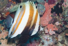 Coradion melanopus