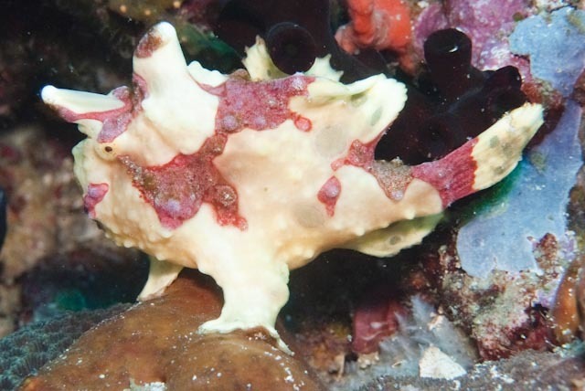 Warty frogfish