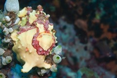 Antennarius maculatus