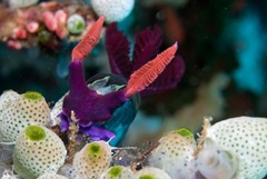 Nembrotha chamberlaini