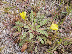 Oenothera primiveris primiveris