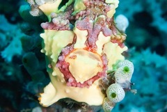 Antennarius maculatus