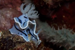 Chromodoris willani