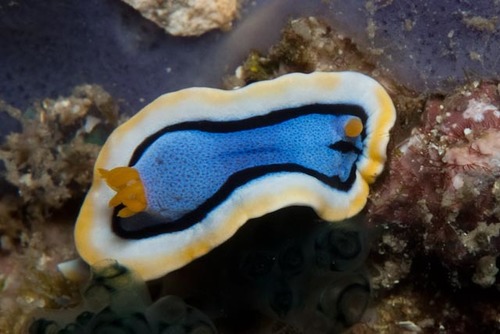 Anna's Chromodoris