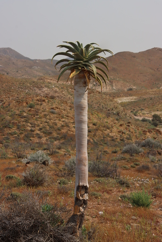 Aloidendron pillansii, photograph 6