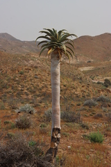Aloidendron pillansii, photograph (c) Tony Rebelo, some rights reserved (CC BY-SA)