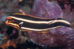 Plectorhinchus lessonii