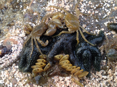 Anasterias antarctica