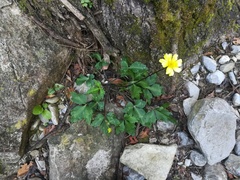 Ranunculus sierrae-orientalis