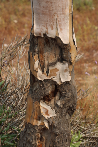 Aloidendron pillansii, photograph 2