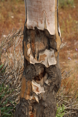 (c) Tony Rebelo, some rights reserved (CC BY-SA) Aloidendron pillansii, photograph (c) Tony Rebelo, some rights reserved (CC BY-SA)
