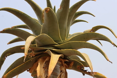 (c) Tony Rebelo, some rights reserved (CC BY-SA) Aloidendron pillansii, photograph (c) Tony Rebelo, some rights reserved (CC BY-SA)