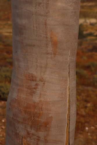 Aloidendron pillansii, photograph 1